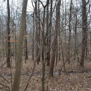 Photo #11 of 17.2 Acres Davie, Madison, NC 17.2 acres