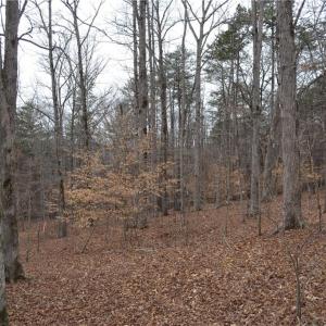 Photo #19 of 17.2 Acres Davie, Madison, NC 17.2 acres