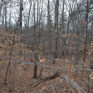 Photo #22 of 17.2 Acres Davie, Madison, NC 17.2 acres
