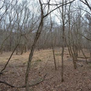 Photo #14 of 17.2 Acres Davie, Madison, NC 17.2 acres