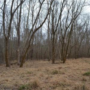 Photo #13 of 17.2 Acres Davie, Madison, NC 17.2 acres