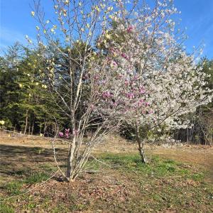 Photo #2 of 199 Rose of Sharon, Lexington, NC 1.7 acres