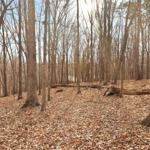 Proper home placement and thinning of trees can give you a small view of the lake!