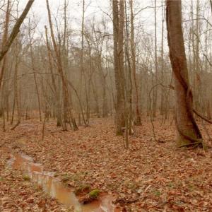 Photo #11 of 3361 NC Highway 66, Westfield, NC 12.9 acres