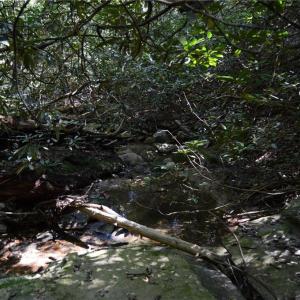 Photo #23 of Tract C NC Highway 89, Danbury, NC 21.0 acres