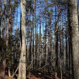 Photo #6 of Tract C NC Highway 89, Danbury, NC 21.0 acres