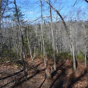 Photo #3 of Tract C NC Highway 89, Danbury, NC 21.0 acres