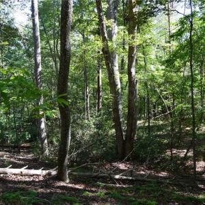 Photo #19 of Tract C NC Highway 89, Danbury, NC 21.0 acres