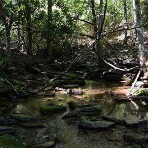 Photo #27 of Tract C NC Highway 89, Danbury, NC 21.0 acres