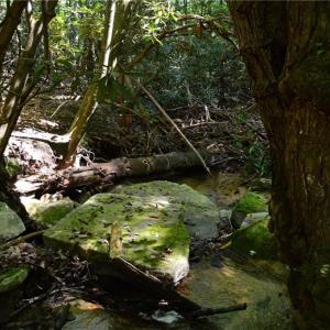 Photo #26 of Tract C NC Highway 89, Danbury, NC 21.0 acres