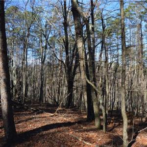 Photo #7 of Tract C NC Highway 89, Danbury, NC 21.0 acres