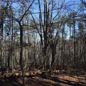 Photo #5 of Tract C NC Highway 89, Danbury, NC 21.0 acres