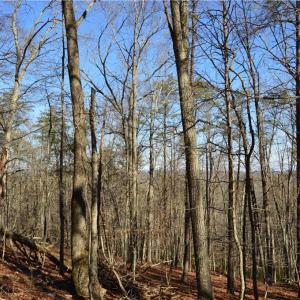 Photo #9 of Tract C NC Highway 89, Danbury, NC 21.0 acres