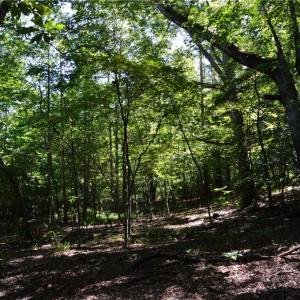 Photo #29 of Tract C NC Highway 89, Danbury, NC 21.0 acres