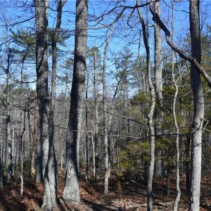 Photo #4 of Tract C NC Highway 89, Danbury, NC 21.0 acres