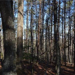 Photo #8 of Tract C NC Highway 89, Danbury, NC 21.0 acres