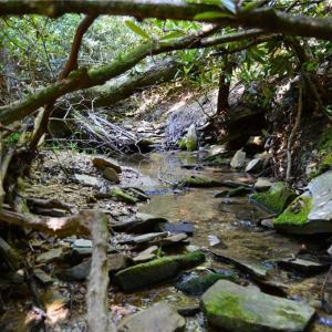 Photo #25 of Tract C NC Highway 89, Danbury, NC 21.0 acres