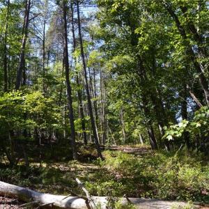 Photo #21 of Tract C NC Highway 89, Danbury, NC 21.0 acres