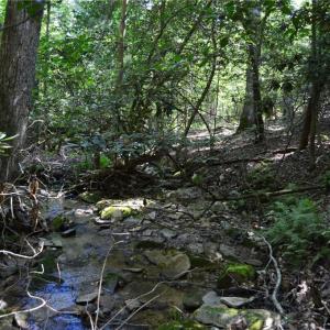 Photo #28 of Tract C NC Highway 89, Danbury, NC 21.0 acres