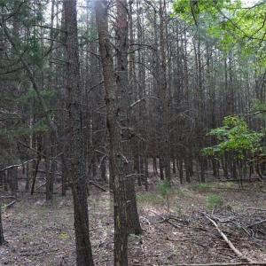 Photo #6 of Tract E Hanging Rock Forest, Danbury, NC 10.8 acres