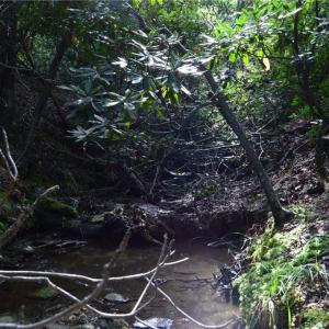 Photo #16 of Tract E Hanging Rock Forest, Danbury, NC 10.8 acres