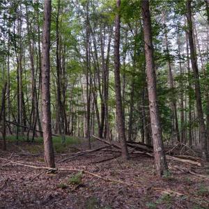 Photo #10 of Tract E Hanging Rock Forest, Danbury, NC 10.8 acres