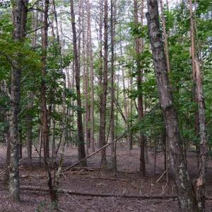 Photo #11 of Tract E Hanging Rock Forest, Danbury, NC 10.8 acres