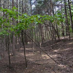 Photo #5 of Tract E Hanging Rock Forest, Danbury, NC 10.8 acres