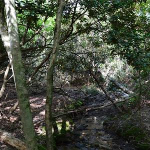 Photo #14 of Tract E Hanging Rock Forest, Danbury, NC 10.8 acres