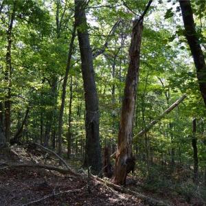 Photo #4 of Tract E Hanging Rock Forest, Danbury, NC 10.8 acres