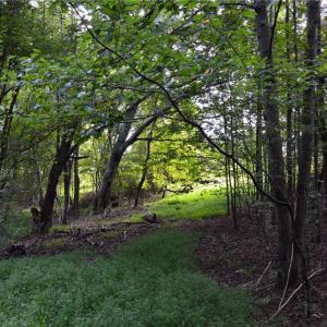 Photo #8 of Tract E Hanging Rock Forest, Danbury, NC 10.8 acres