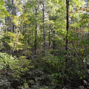 Photo #13 of Tract E Hanging Rock Forest, Danbury, NC 10.8 acres