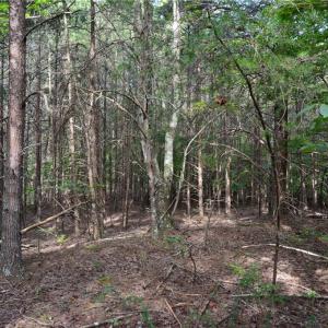 Photo #7 of Tract E Hanging Rock Forest, Danbury, NC 10.8 acres