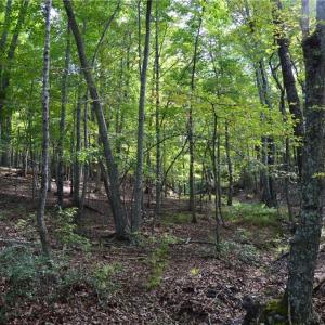 Photo #1 of Tract E Hanging Rock Forest, Danbury, NC 10.8 acres