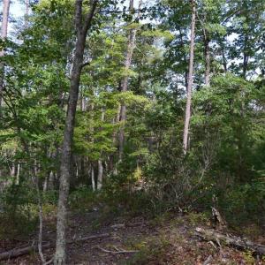 Photo #15 of Tract E Hanging Rock Forest, Danbury, NC 10.8 acres