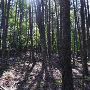 Photo #12 of Tract D Hanging Rock Forest, Danbury, NC 14.0 acres