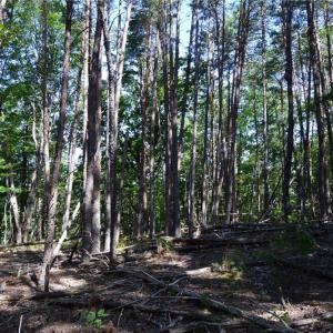 Photo #8 of Tract D Hanging Rock Forest, Danbury, NC 14.0 acres