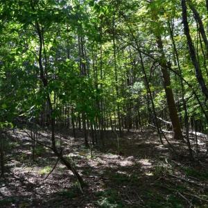Photo #6 of Tract D Hanging Rock Forest, Danbury, NC 14.0 acres