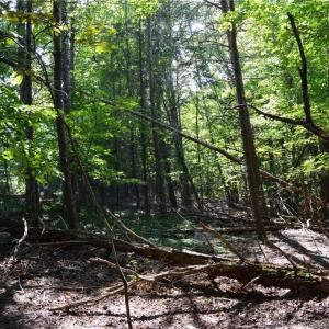 Photo #13 of Tract D Hanging Rock Forest, Danbury, NC 14.0 acres