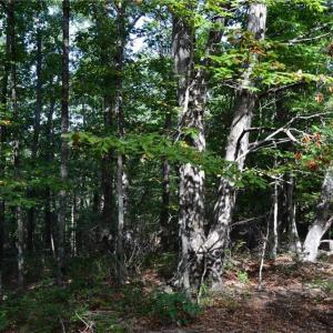 Photo #5 of Tract D Hanging Rock Forest, Danbury, NC 14.0 acres