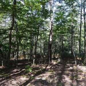 Photo #9 of Tract D Hanging Rock Forest, Danbury, NC 14.0 acres