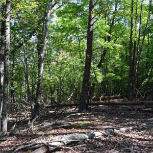 Photo #10 of Tract D Hanging Rock Forest, Danbury, NC 14.0 acres