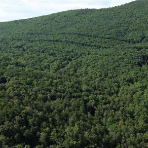 Photo #18 of Tract D Hanging Rock Forest, Danbury, NC 14.0 acres