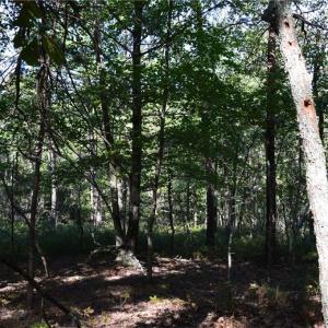 Photo #11 of Tract D Hanging Rock Forest, Danbury, NC 14.0 acres