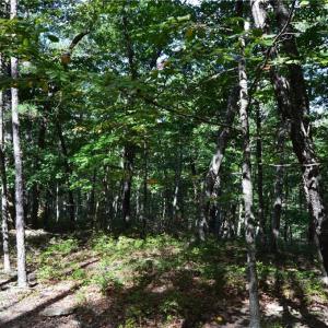 Photo #4 of Tract D Hanging Rock Forest, Danbury, NC 14.0 acres