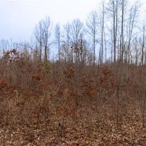 Photo #13 of Bill Medlin, Lexington, NC 4.9 acres