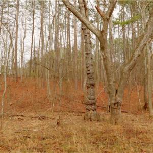 Photo #18 of 3351 NC Highway 66, Westfield, NC 16.5 acres