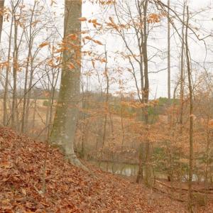 Photo #9 of 3362 NC Highway 66, Westfield, NC 7.2 acres