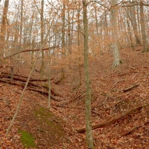 Photo #11 of 3362 NC Highway 66, Westfield, NC 7.2 acres