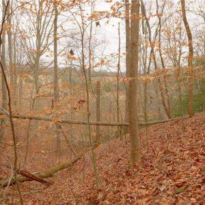 Photo #8 of 3362 NC Highway 66, Westfield, NC 7.2 acres